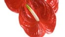 Anthurium